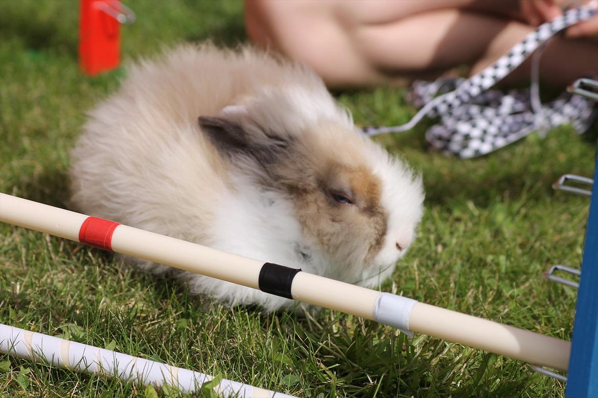 Stald Wraae| Daim, Stampe og Maya Leger Modeller i haven (-; billede 47