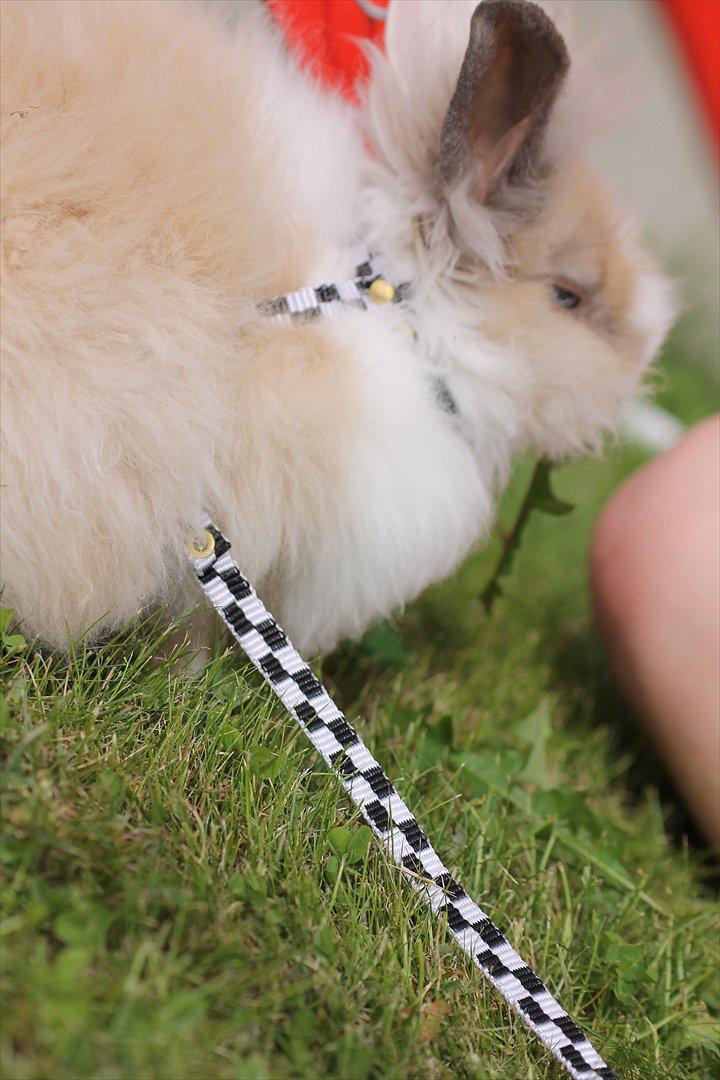 Stald Wraae| Daim, Stampe og Maya Leger Modeller i haven (-; billede 48