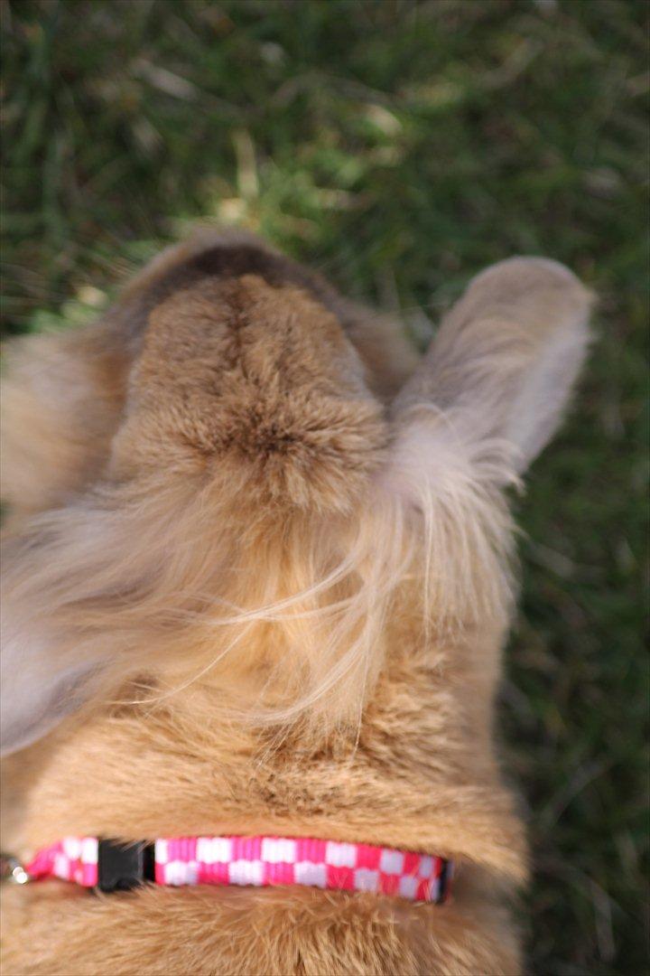 Stald Wraae| Daim, Stampe og Maya Leger Modeller i haven (-; billede 49