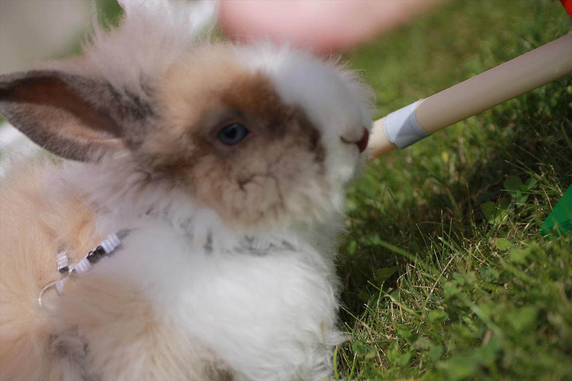 Stald Wraae| Daim, Stampe og Maya Leger Modeller i haven (-; billede 50