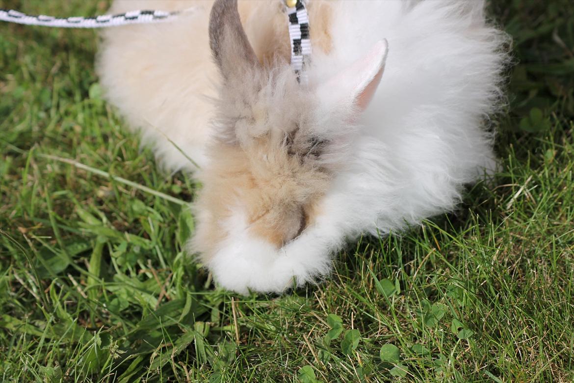 Stald Wraae| Daim, Stampe og Maya Leger Modeller i haven (-; billede 51