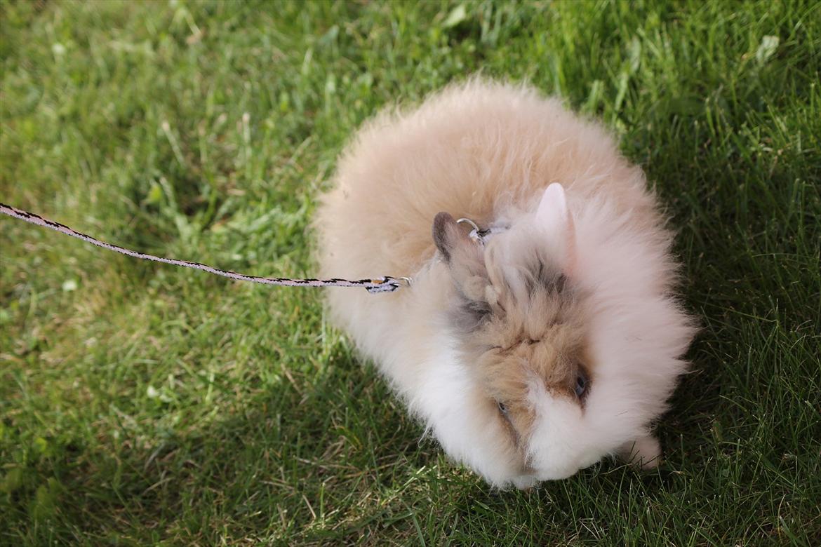 Stald Wraae| Daim, Stampe og Maya Leger Modeller i haven (-; billede 52