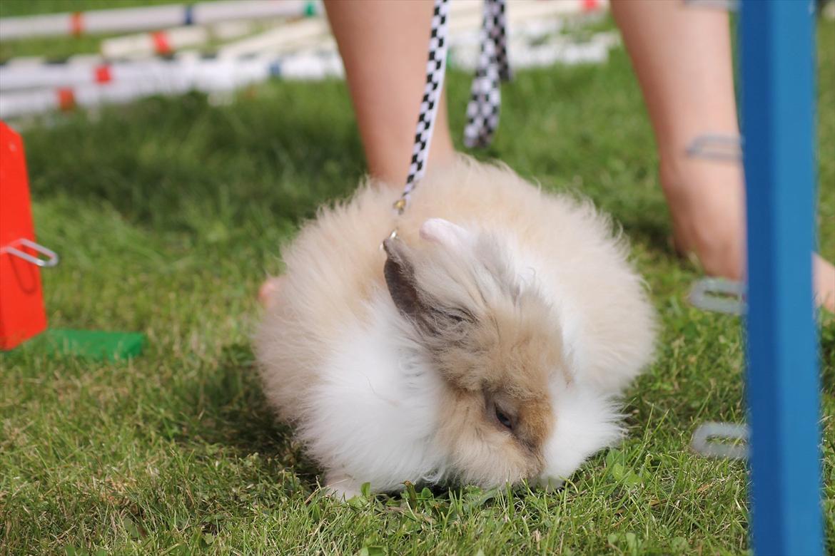 Stald Wraae| Daim, Stampe og Maya Leger Modeller i haven (-; billede 53