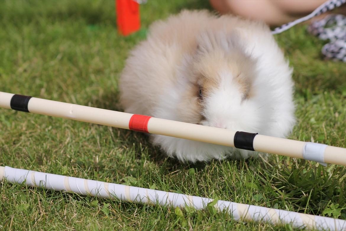 Stald Wraae| Daim, Stampe og Maya Leger Modeller i haven (-; billede 54