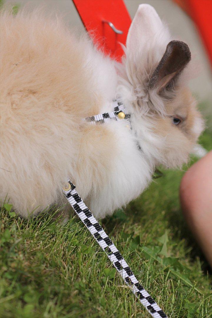 Stald Wraae| Daim, Stampe og Maya Leger Modeller i haven (-; billede 55