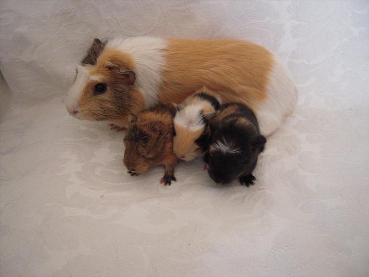 Mine marsvineunger - Familiefoto billede 0