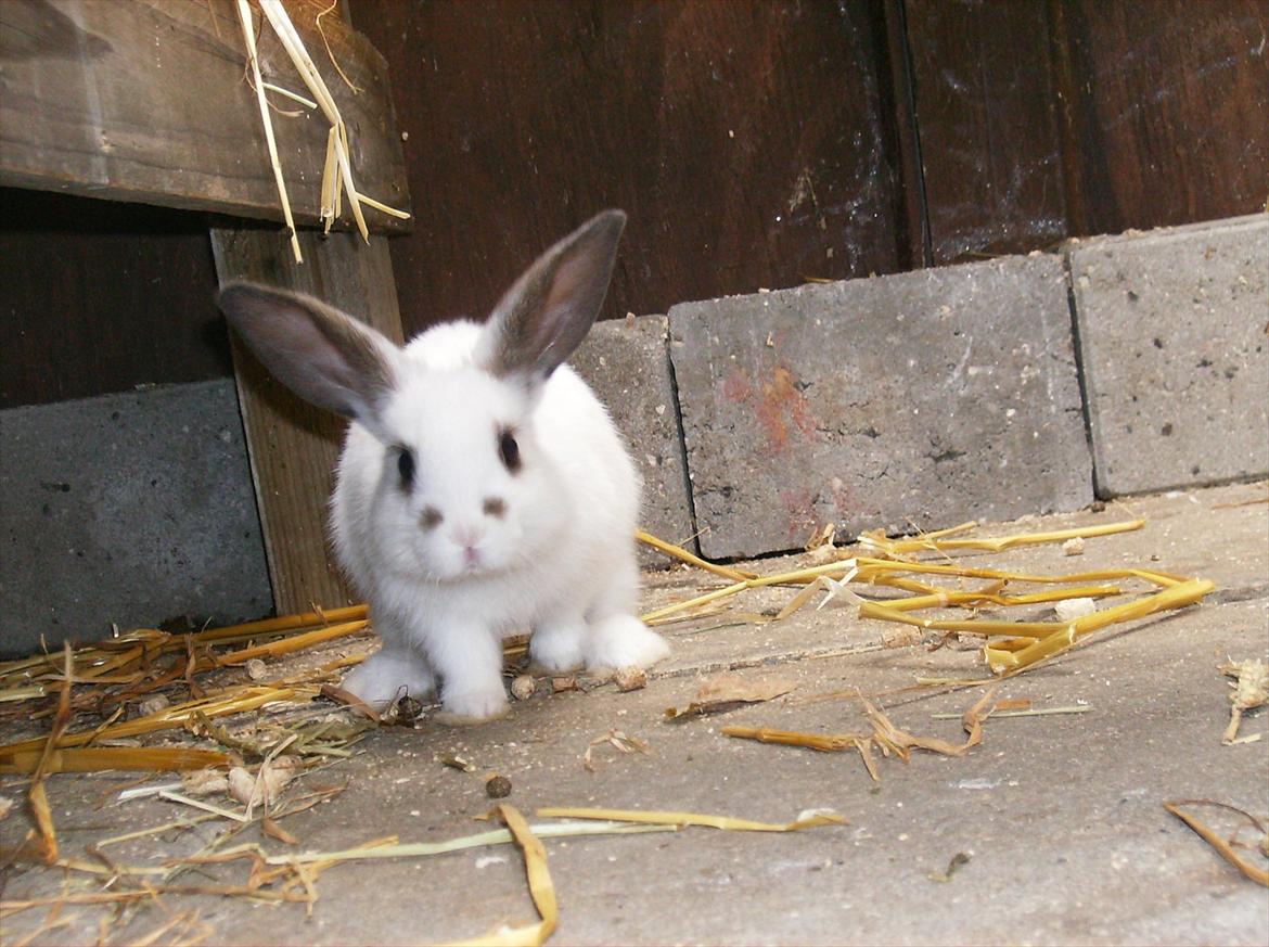 Dværg væder / dværg kanin 8 uger <3 - Cute candy billede 13