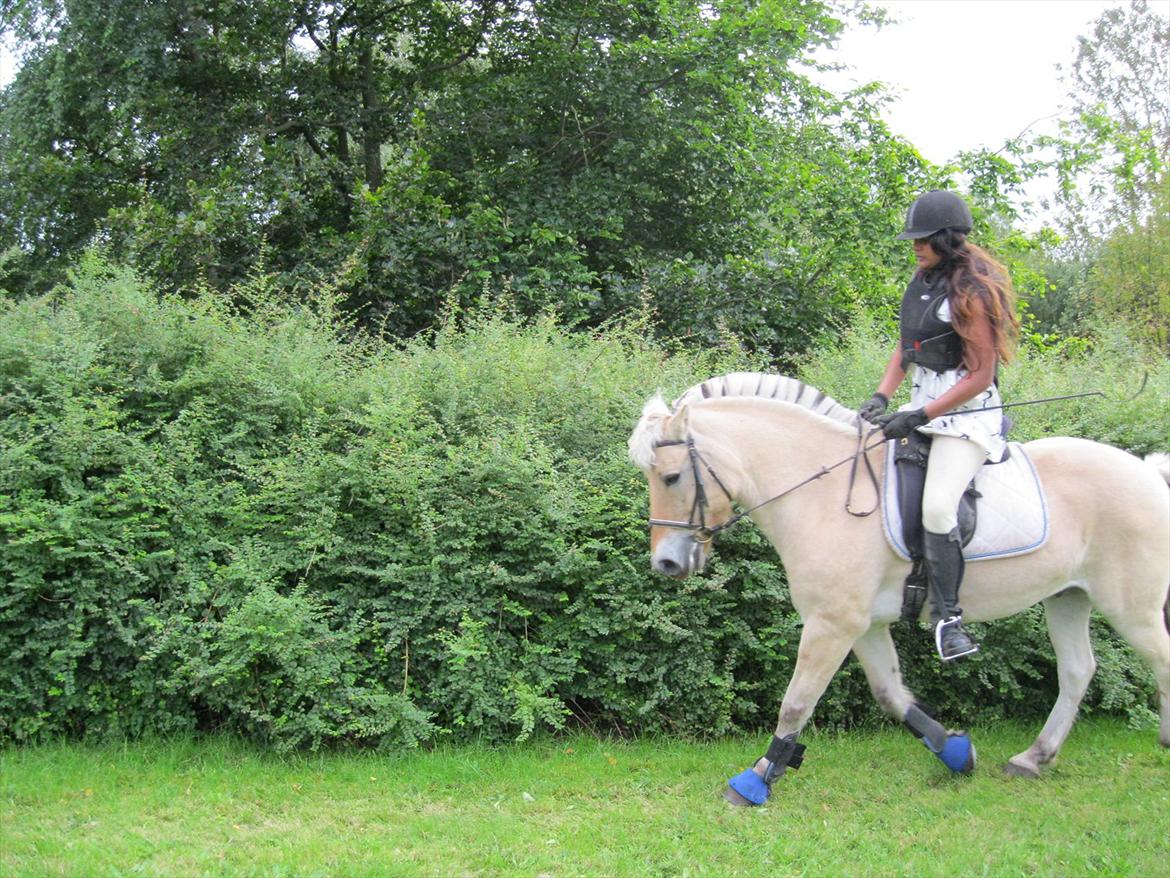 vores kamel og lama billede 1