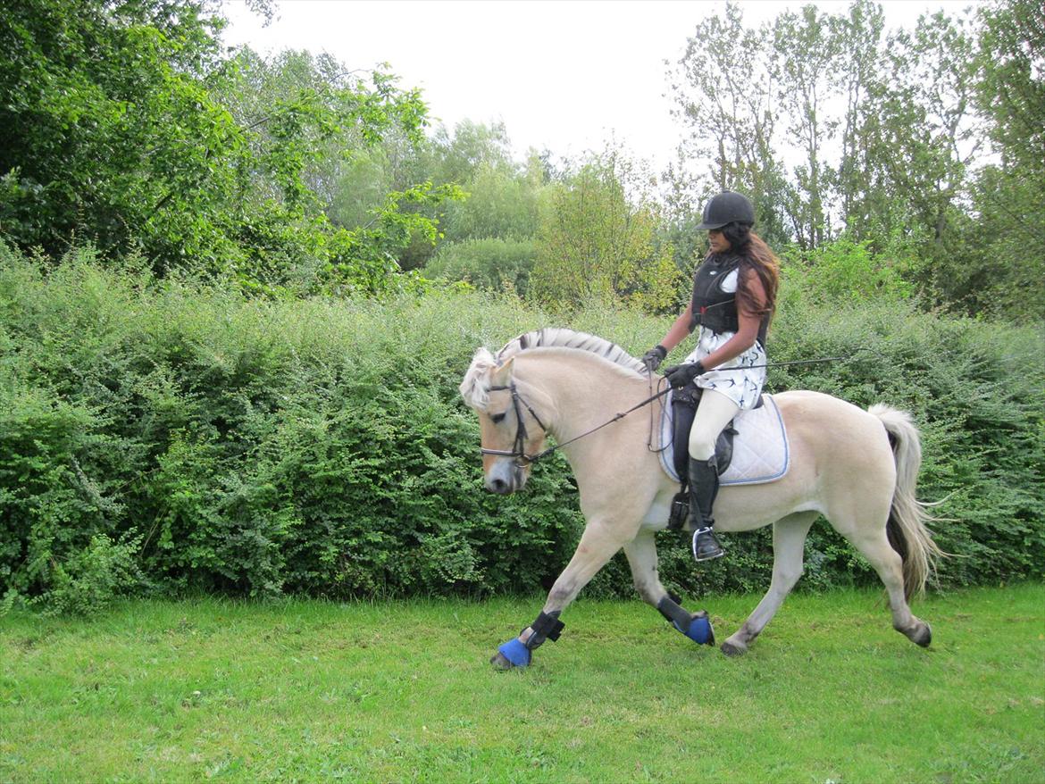 vores kamel og lama billede 2