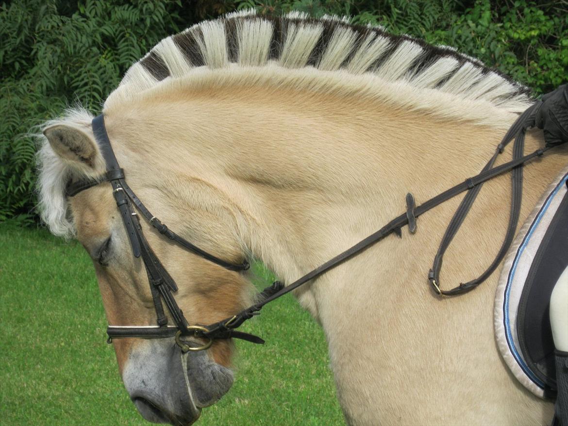 vores kamel og lama billede 3