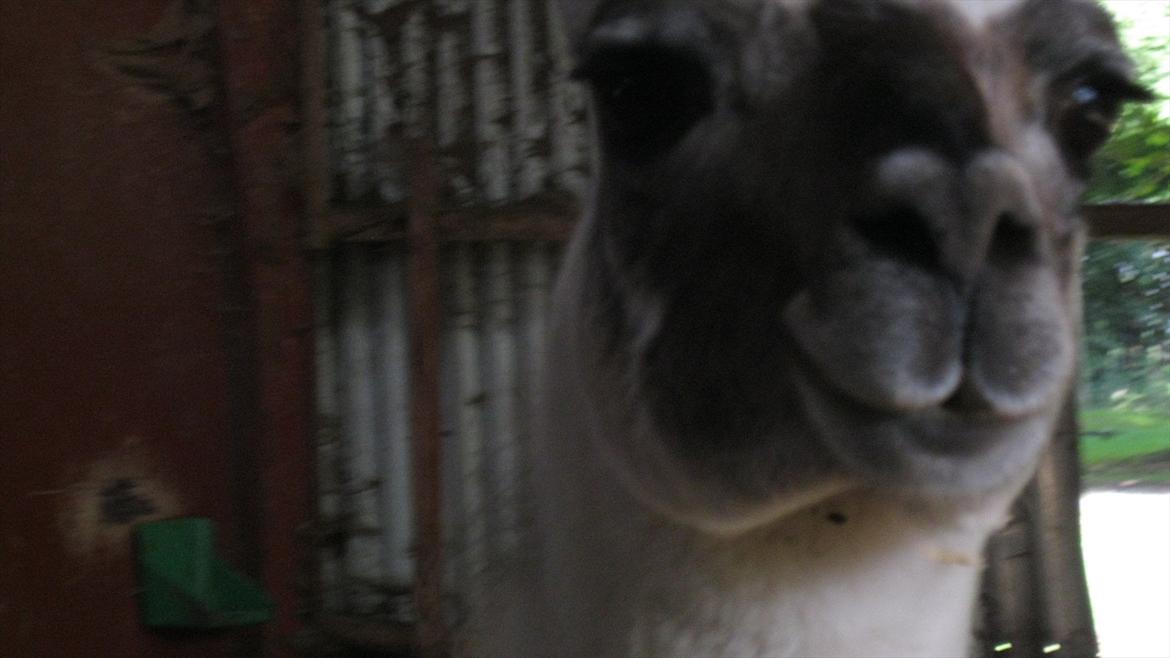 vores kamel og lama billede 4