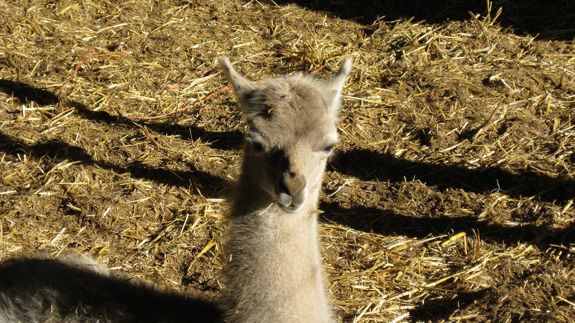 vores kamel og lama billede 5