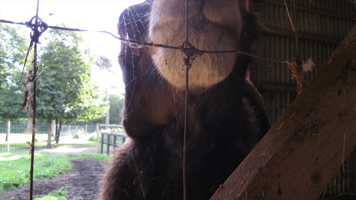 vores kamel og lama billede 6