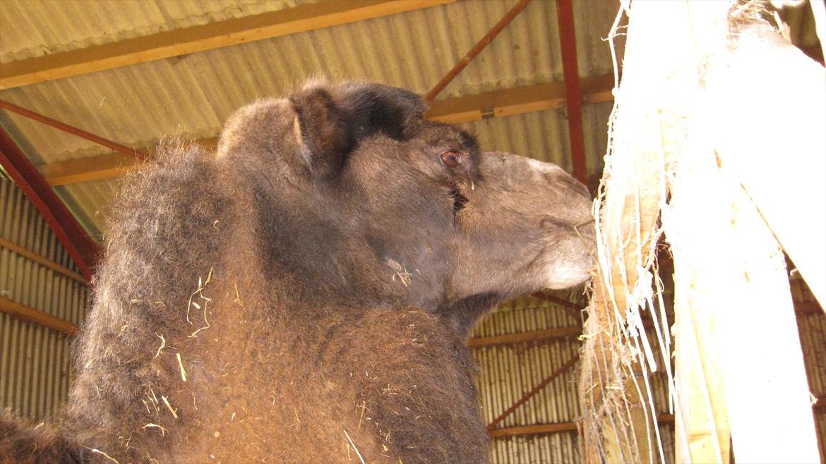 vores kamel og lama billede 7