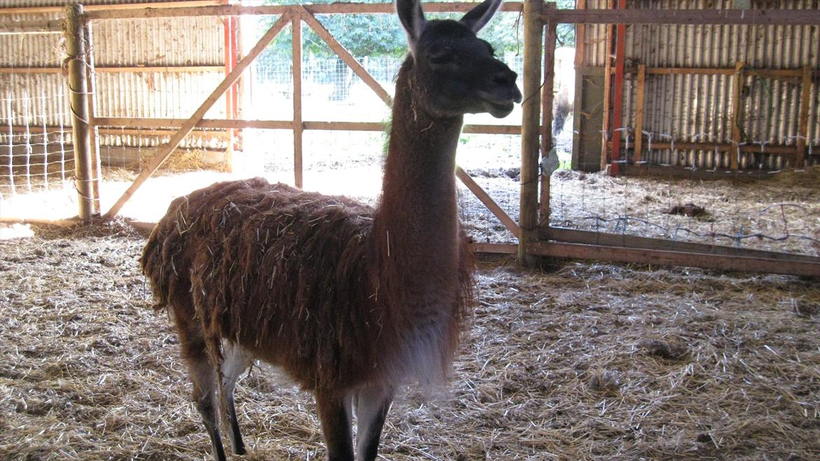 vores kamel og lama billede 8