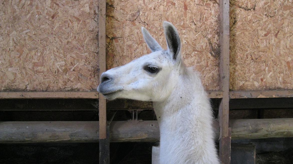 vores kamel og lama billede 9