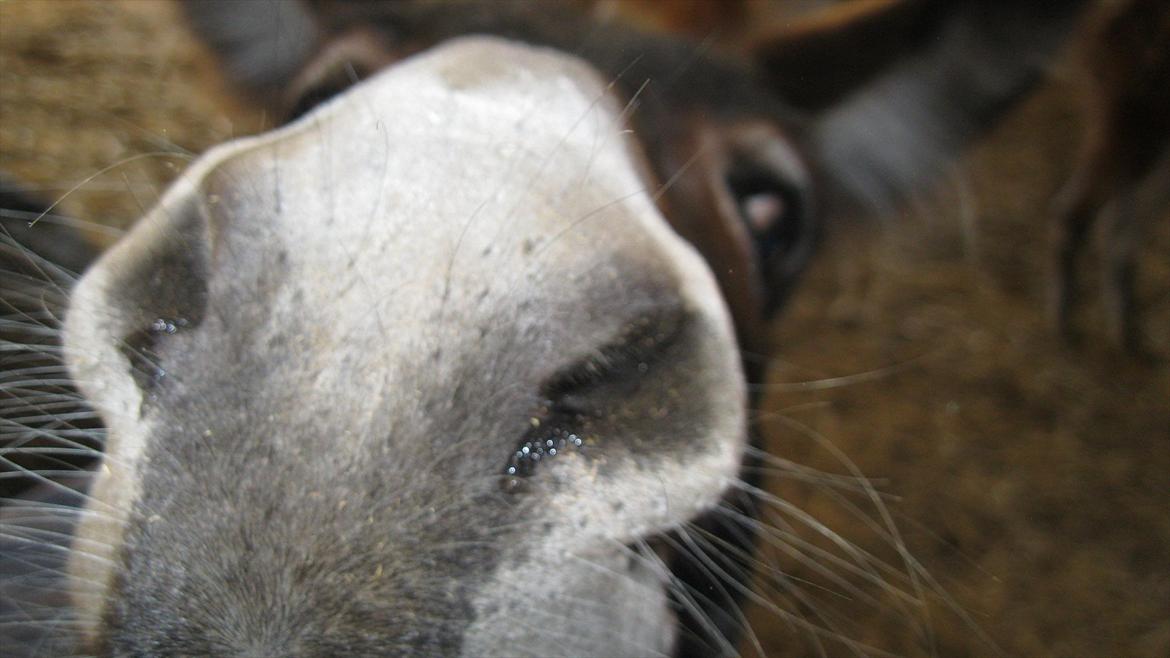 vores kamel og lama billede 10