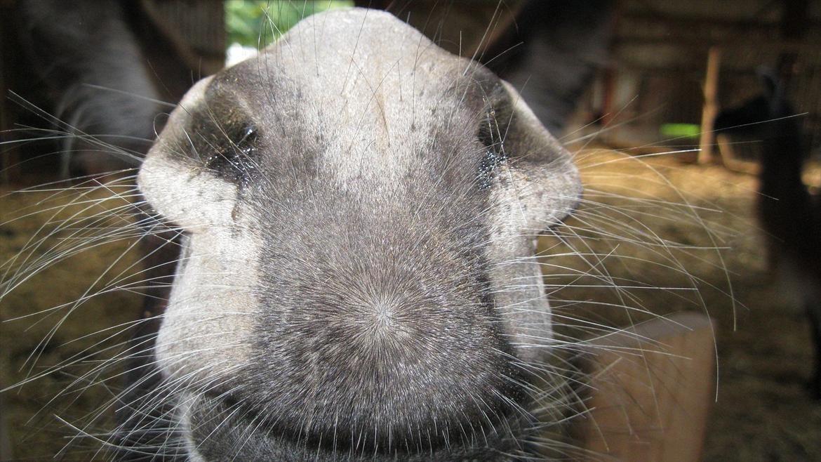 vores kamel og lama billede 11