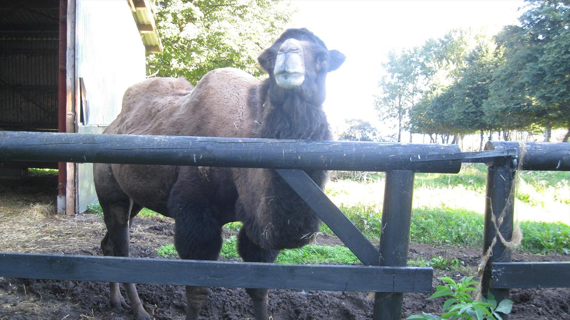 vores kamel og lama billede 12