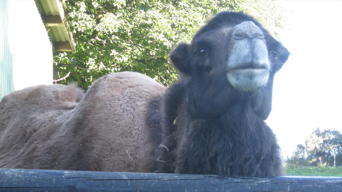 vores kamel og lama billede 13
