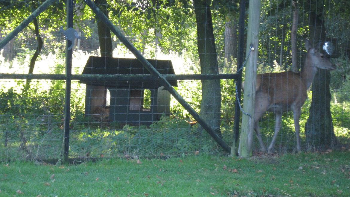 vores kamel og lama billede 14