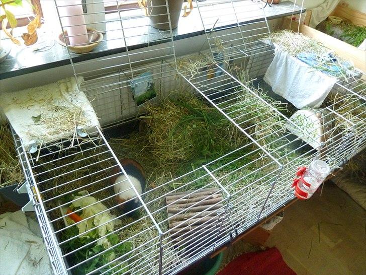 Bure og indretning - Jeg indretter burene lidt forskelligt fra gang til gang. Veksler mellem rør, broer, huse, hængekøjer, store hø-bunker som skjulesteder etc.  billede 3