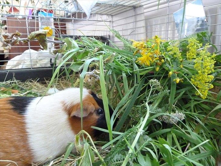 Bure og indretning - Om sommeren får de selvfølgelig alsidig kost fra naturen.  billede 5