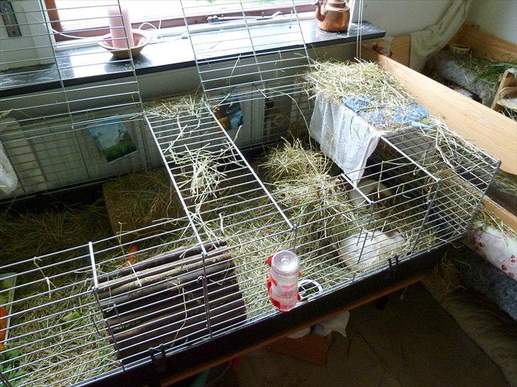 Bure og indretning - Begge marsvin foretrækker tit at sove i det åbne område bag hø-hækkene fremfor i rørene eller broen. billede 10