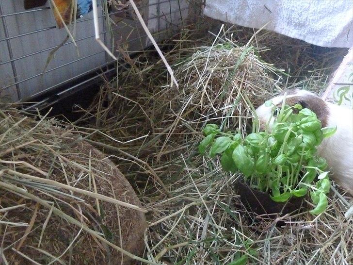 Bure og indretning - Jeg "planter" ofte lidt krydderurter i burene - her basilikum, som dyrene går og nipper lidt til. Andre gange er det fx citronmelisse eller dild. I øjeblikket er koriander det store hit.  billede 11