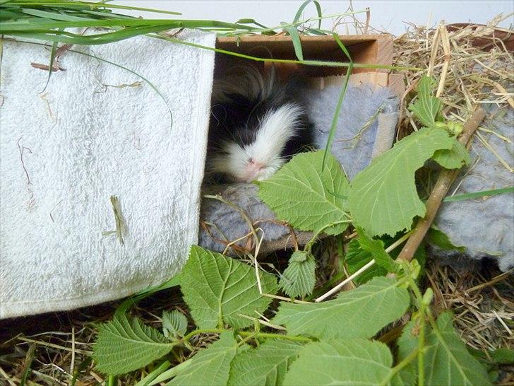 Bure og indretning - Et lille hjemmelavet hus hvor min anden kastrat holder meget til.  billede 14