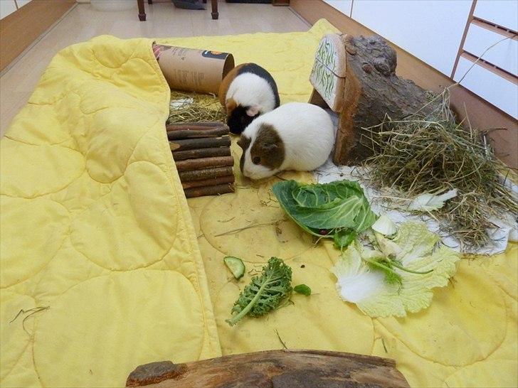 Bure og indretning - Dyrenes løbegård. Et stort vattæppe som jeg lægger i køkkenet. Køkkengulvet er for glat til at de gider løbe på det, så de bliver pænt på tæppet. billede 18