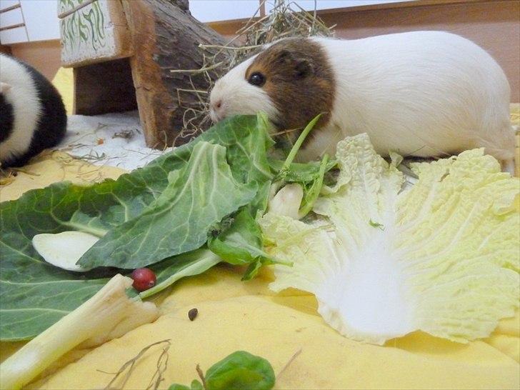 Bure og indretning billede 20