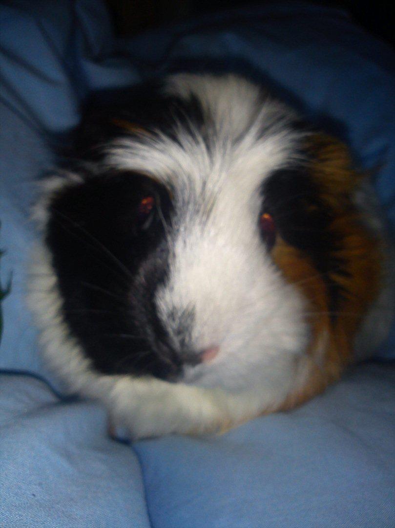 billeder af mine smukke dyr billede 1