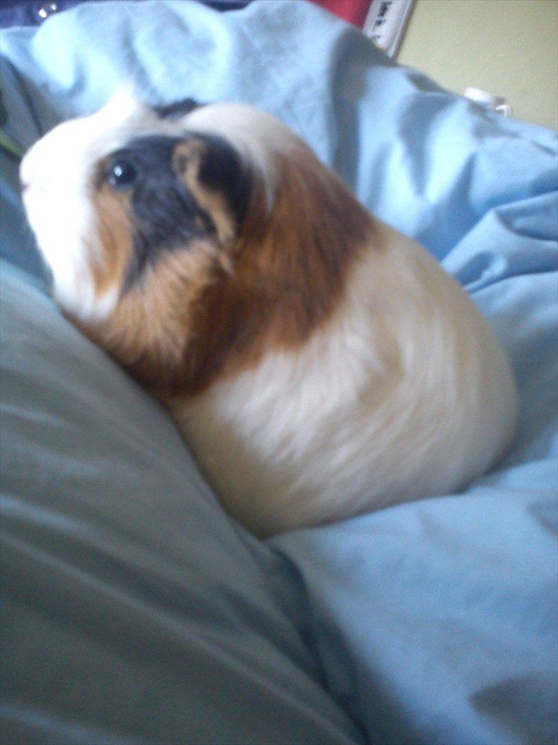 billeder af mine smukke dyr billede 2