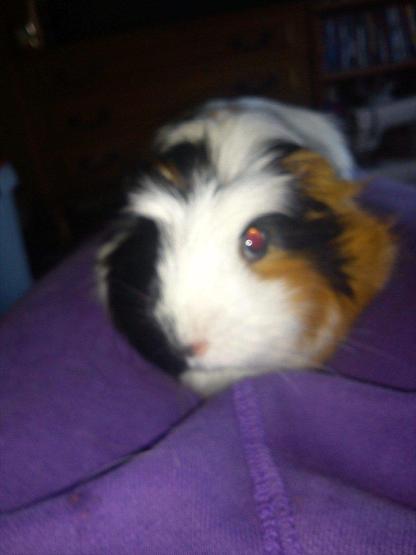 billeder af mine smukke dyr billede 3