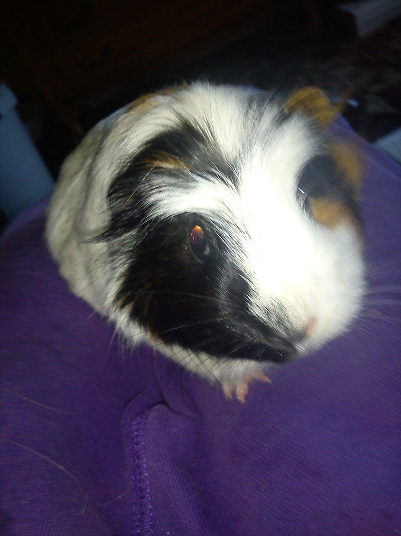 billeder af mine smukke dyr billede 4