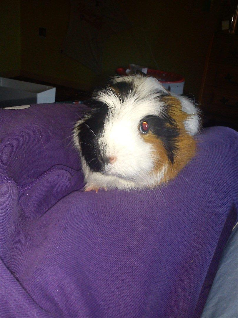 billeder af mine smukke dyr billede 5