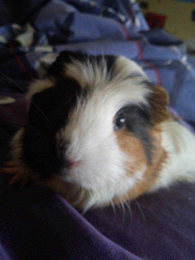 billeder af mine smukke dyr billede 6