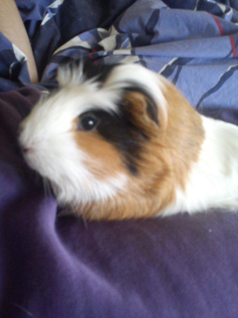 billeder af mine smukke dyr billede 7