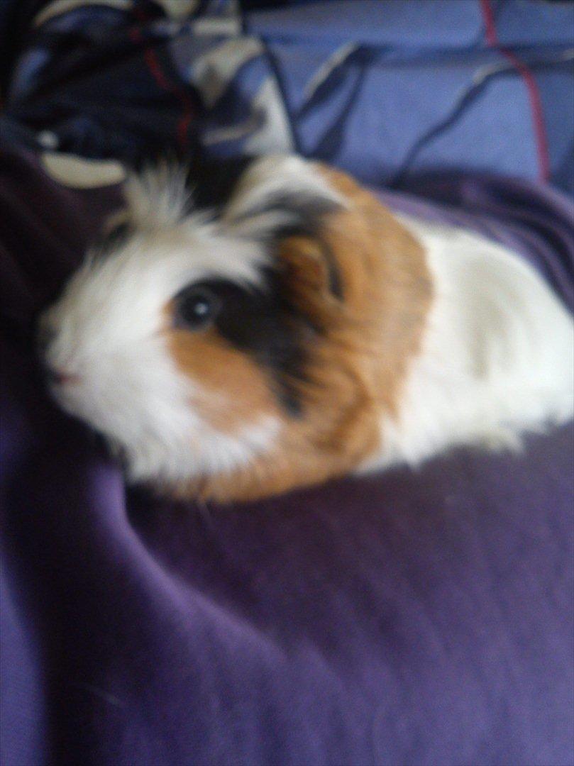 billeder af mine smukke dyr billede 8