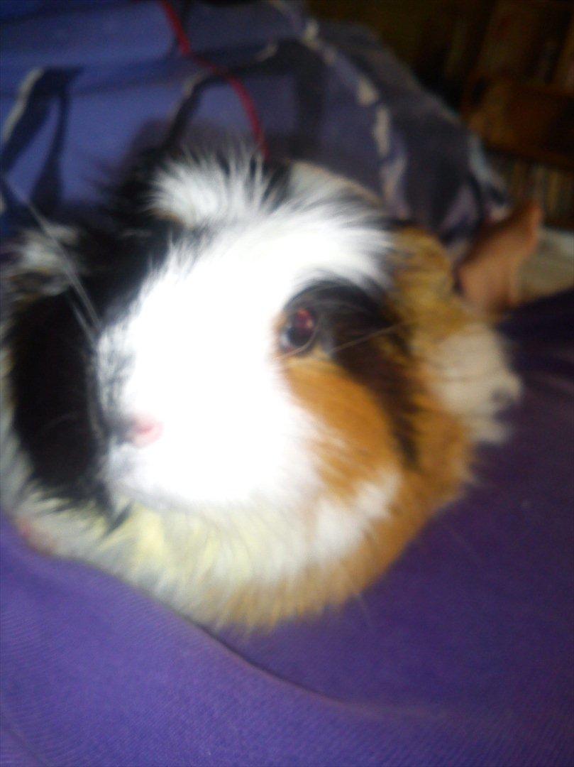 billeder af mine smukke dyr billede 9