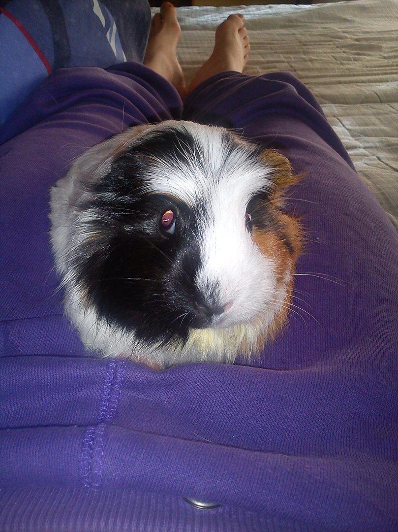 billeder af mine smukke dyr billede 10