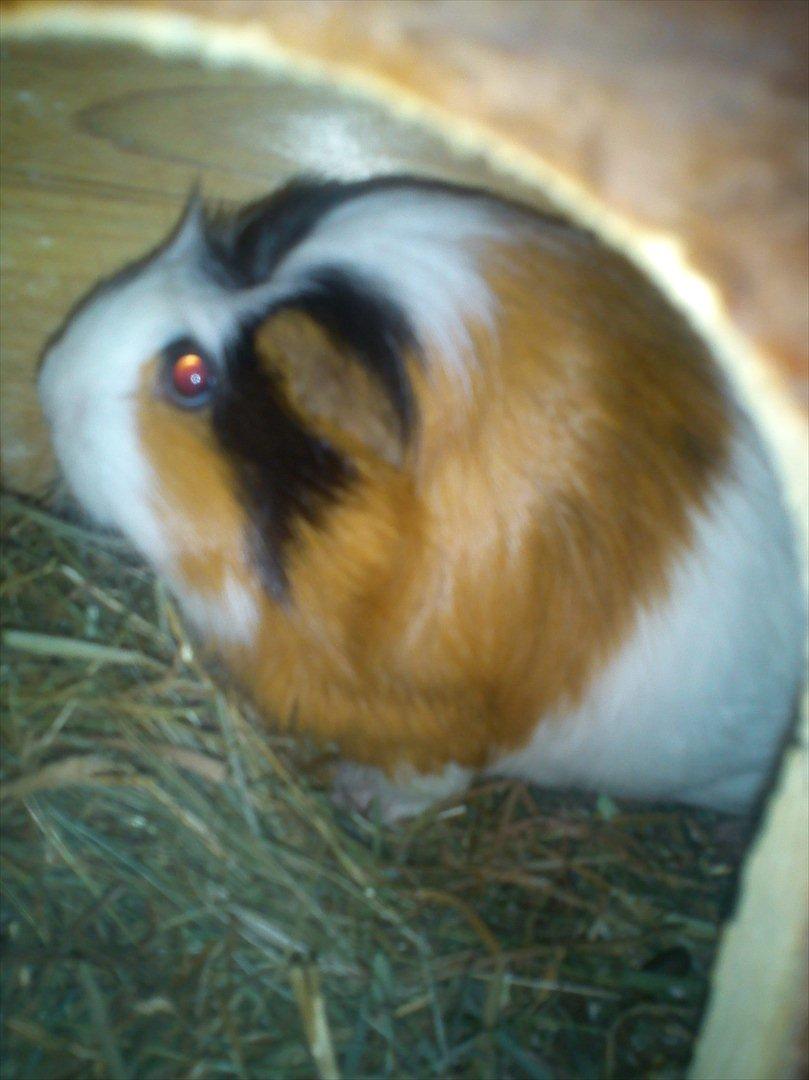 billeder af mine smukke dyr billede 11