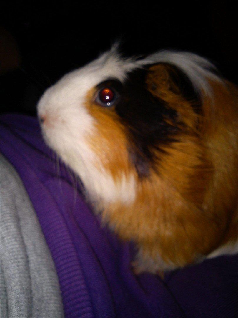 billeder af mine smukke dyr billede 12