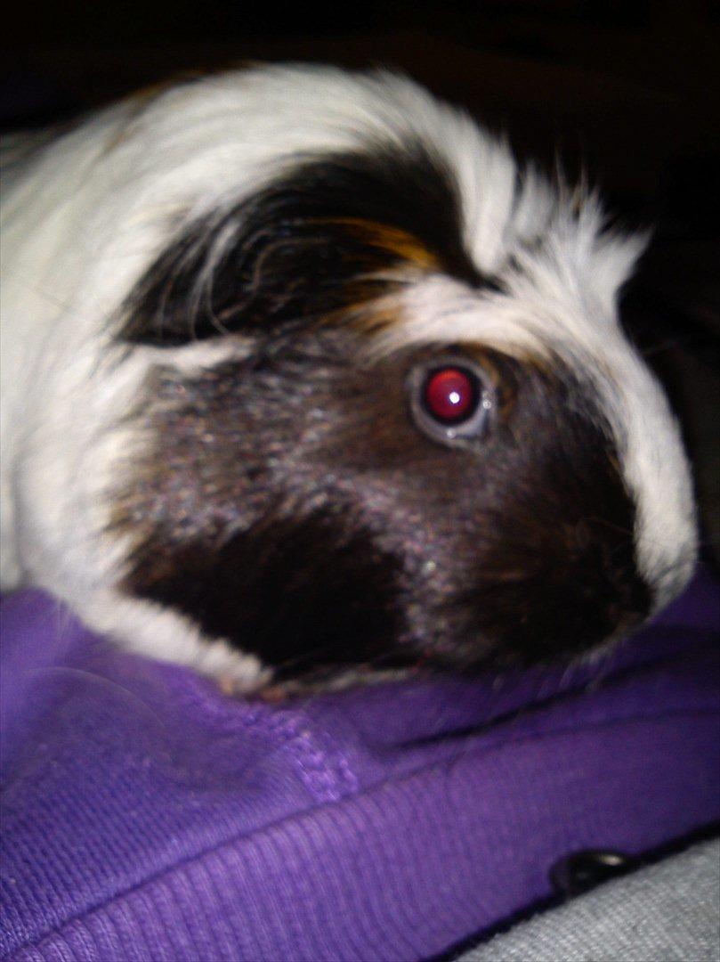 billeder af mine smukke dyr billede 13