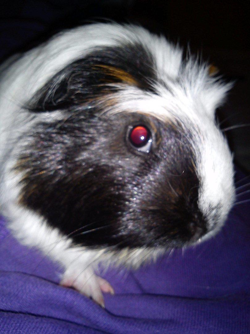 billeder af mine smukke dyr billede 14