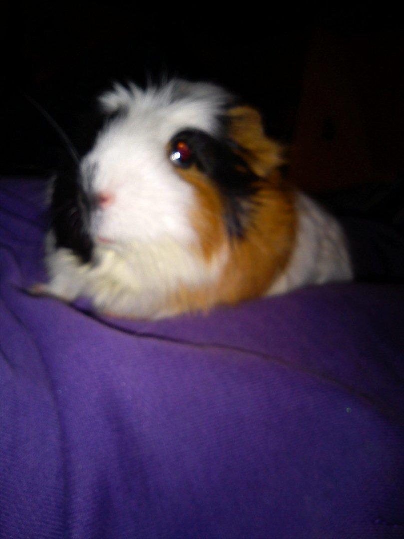 billeder af mine smukke dyr billede 15