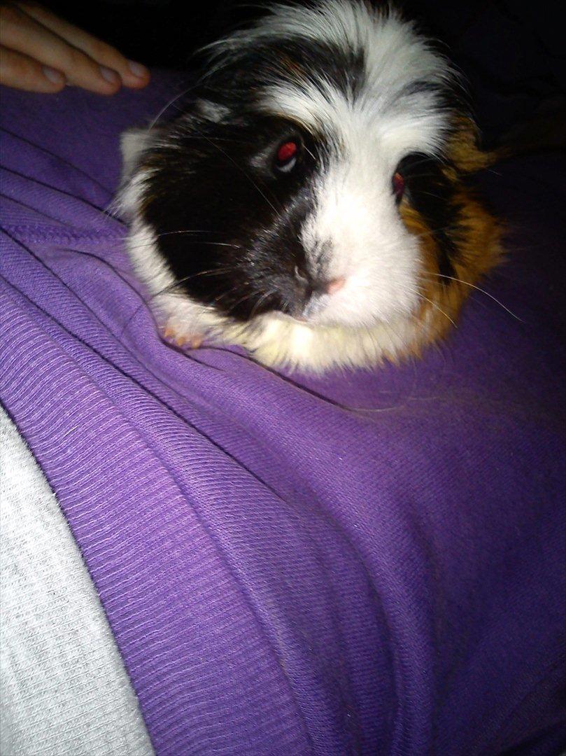 billeder af mine smukke dyr billede 16