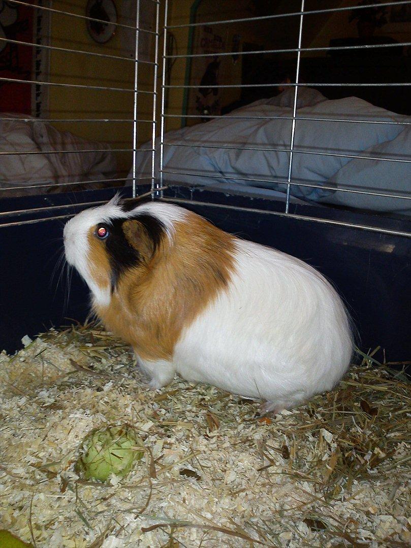 billeder af mine smukke dyr billede 17