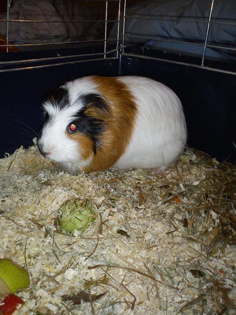 billeder af mine smukke dyr billede 18